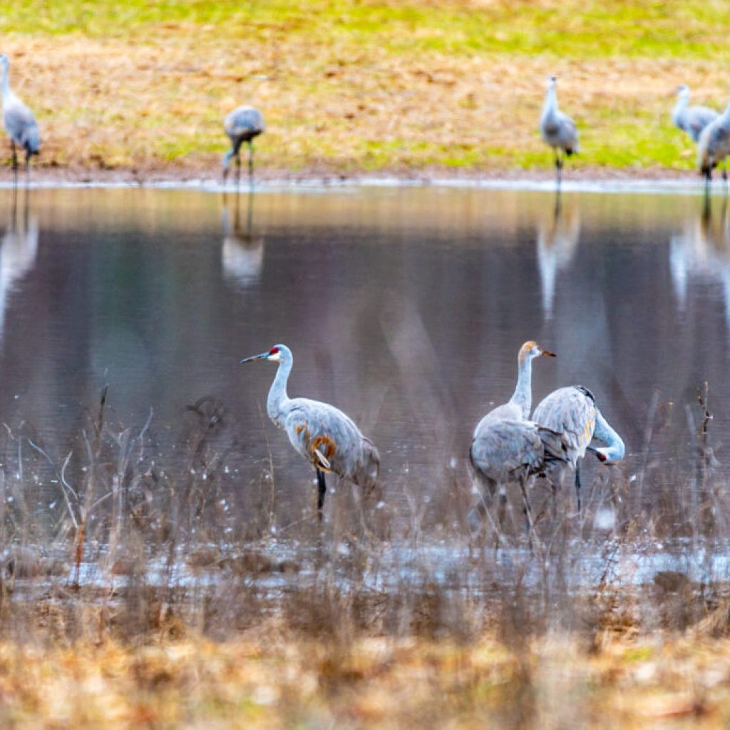 5 exciting festivals happening in Alabama this January 5 exciting festivals happening in Alabama this January