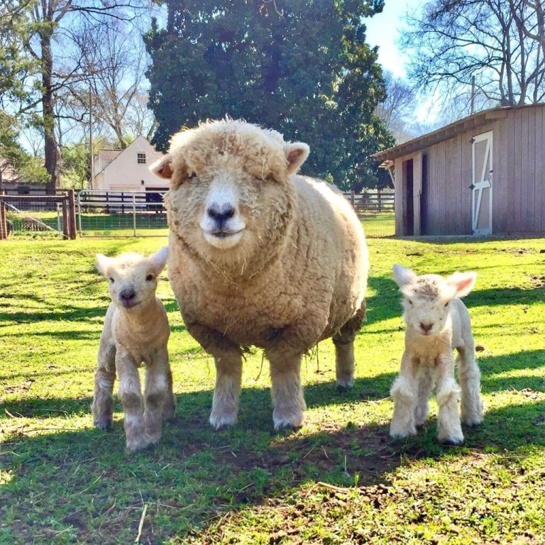 Cute alert: 6 places to meet sheep in Alabama Cute alert: 6 places to meet sheep in Alabama