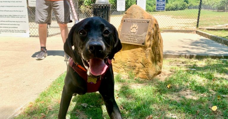 6 dog friendly things to do in Auburn this summer 6 dog friendly things to do in Auburn this summer