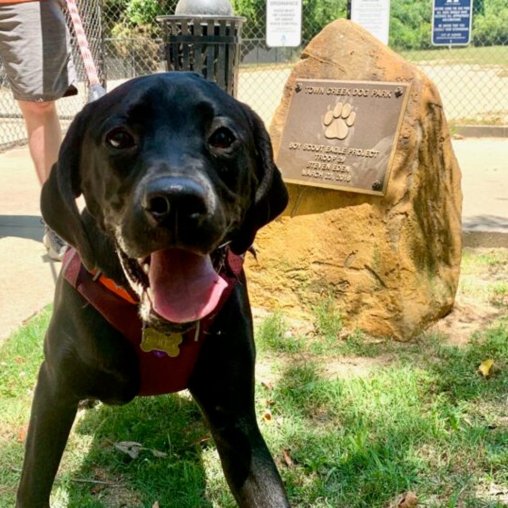 6 dog friendly things to do in Auburn this summer 6 dog friendly things to do in Auburn this summer