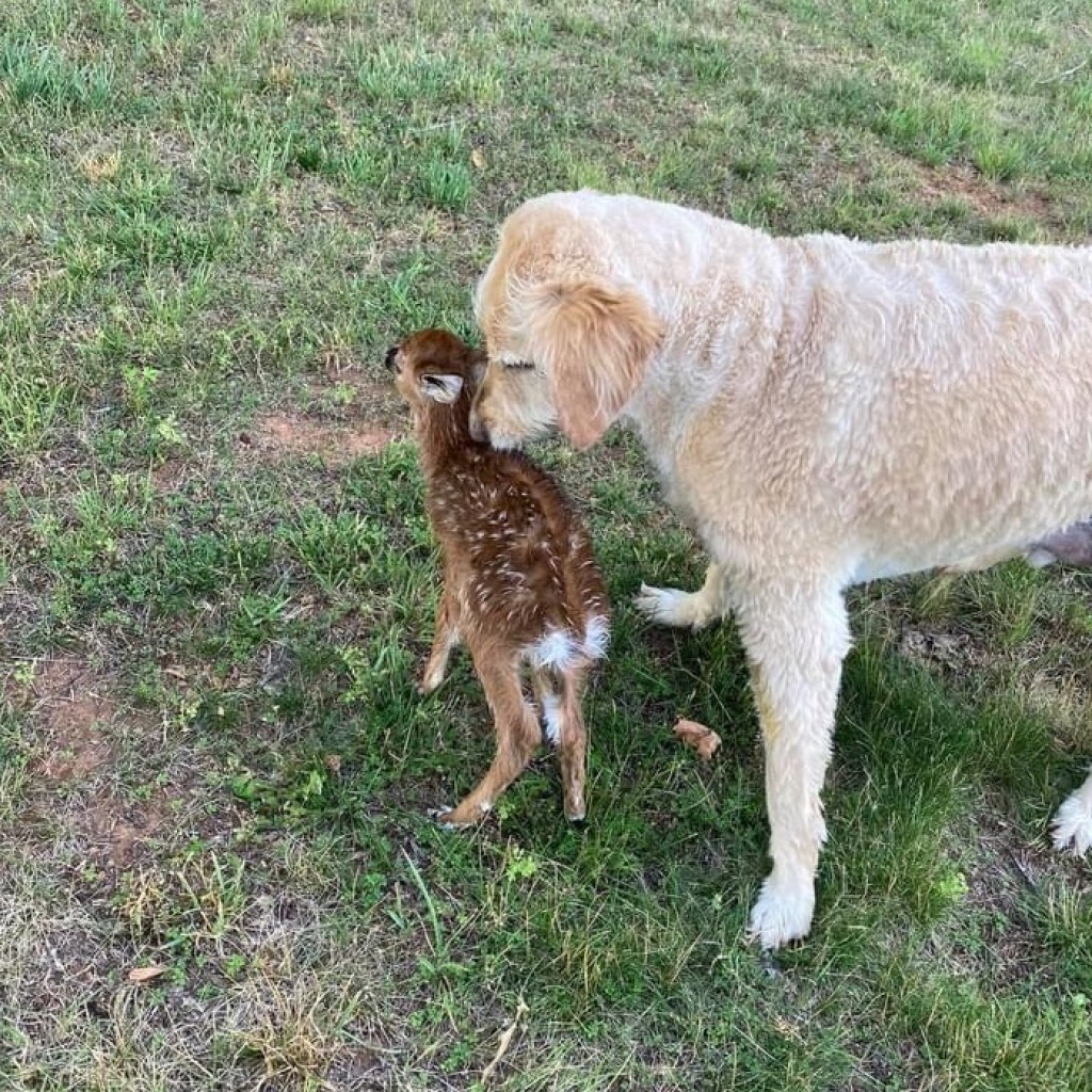 Alabama dog saves fawn in heroic rescue at Lake Martin Alabama dog saves fawn in heroic rescue at Lake Martin