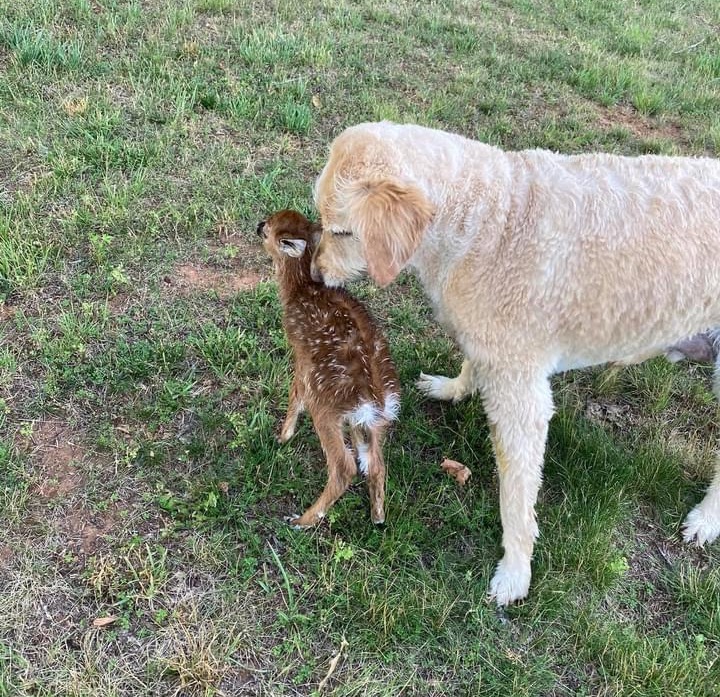Alabama dog saves fawn in heroic rescue at Lake Martin Alabama dog saves fawn in heroic rescue at Lake Martin