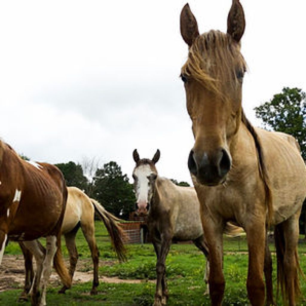 Florence’s Sacred Way Sanctuary provides a fascinating look at the Native American Horse Florence’s Sacred Way Sanctuary provides a fascinating look at the Native American Horse