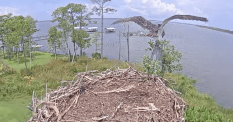 WATCH NOW: Baby Osprey at Wolf Bay in Baldwin County is about to take flight! WATCH NOW: Baby Osprey at Wolf Bay in Baldwin County is about to take flight!