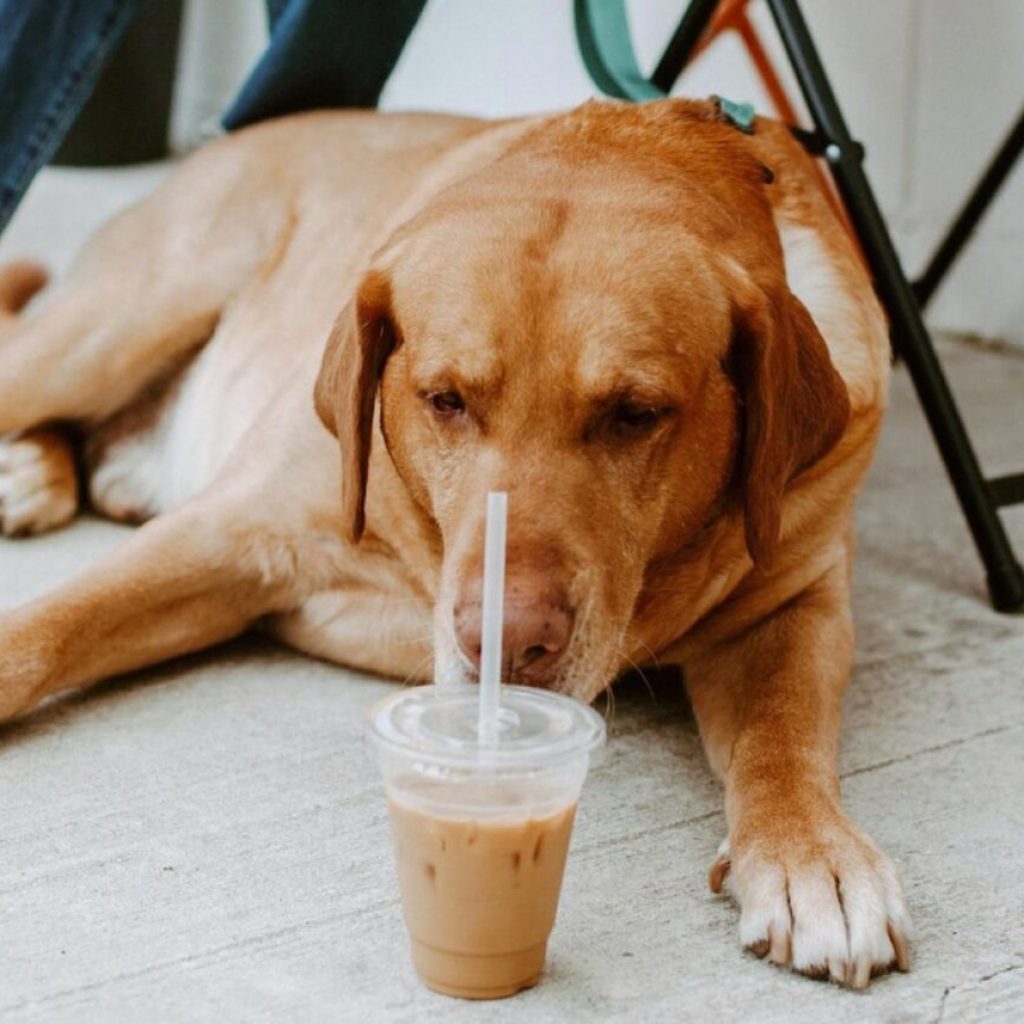 5 of the best Mobile coffee shops that you need to try 5 of the best Mobile coffee shops that you need to try