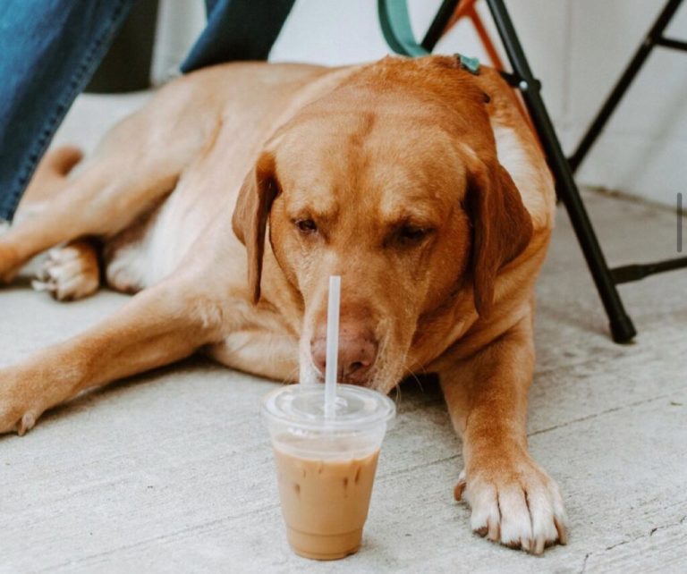 5 of the best Mobile coffee shops that you need to try 5 of the best Mobile coffee shops that you need to try