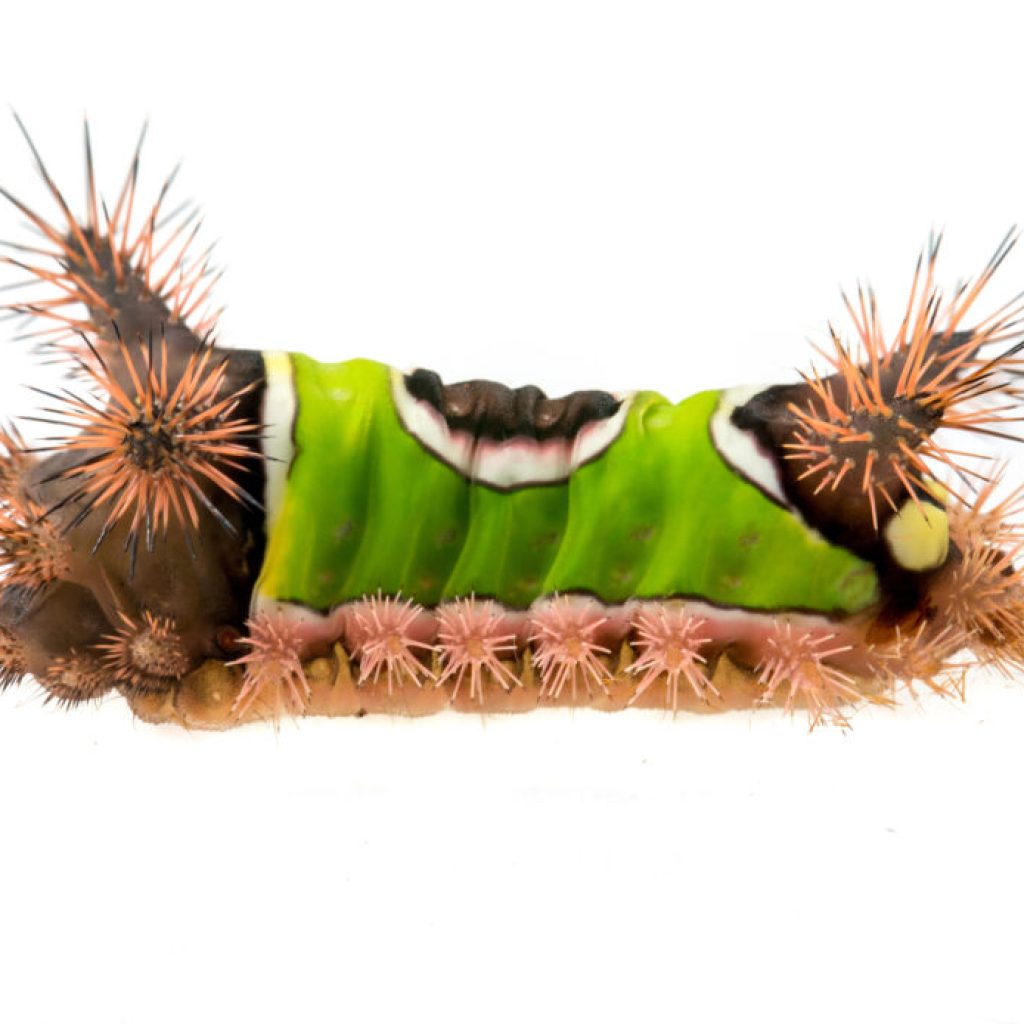 You can look, but don’t touch—meet Alabama’s venomous caterpillars You can look, but don’t touch—meet Alabama’s venomous caterpillars