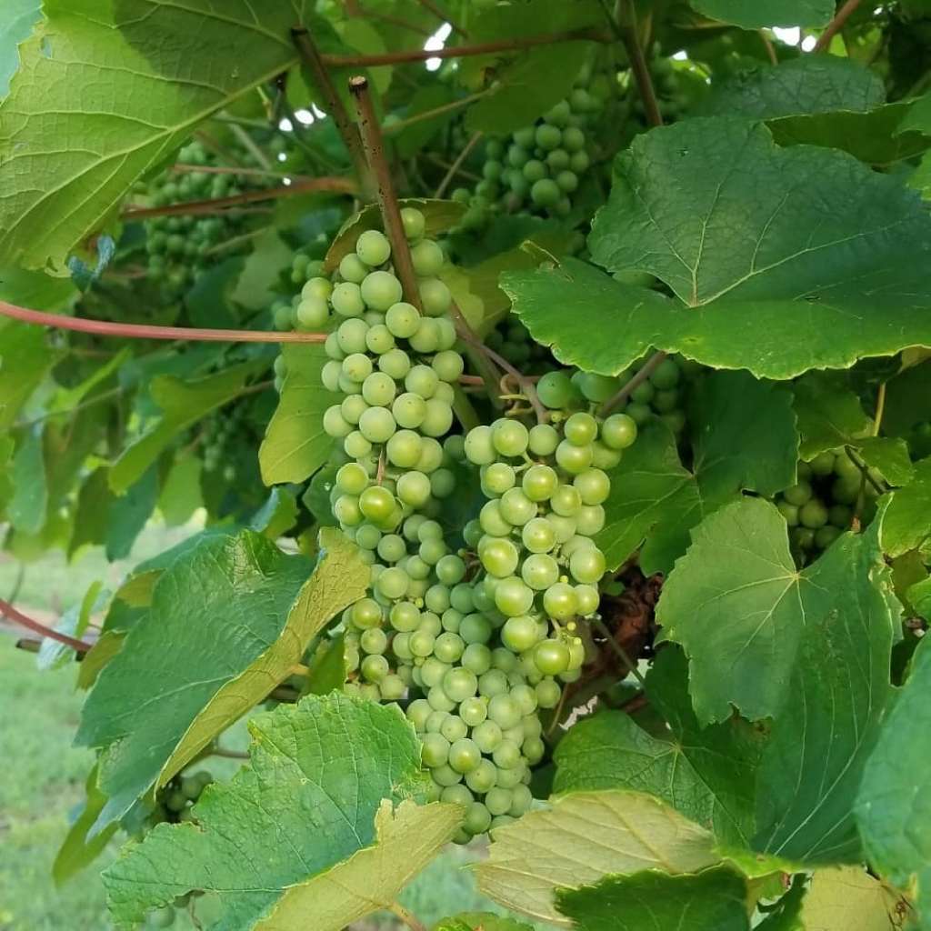 3 wineries near Auburn you must visit 3 wineries near Auburn you must visit