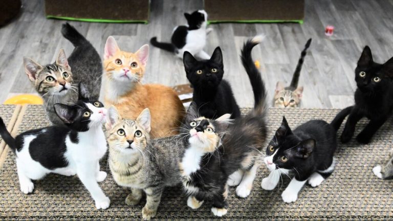 Amazing animal adoption event coming to Alabama shelters—July 11-31 Amazing animal adoption event coming to Alabama shelters—July 11-31