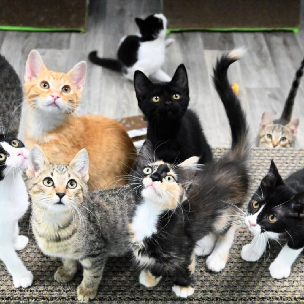 7 places you need to know about where you can adopt a pet in Mobile 7 places you need to know about where you can adopt a pet in Mobile