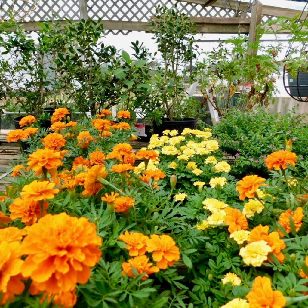 The best of Auburn farmers markets The best of Auburn farmers markets