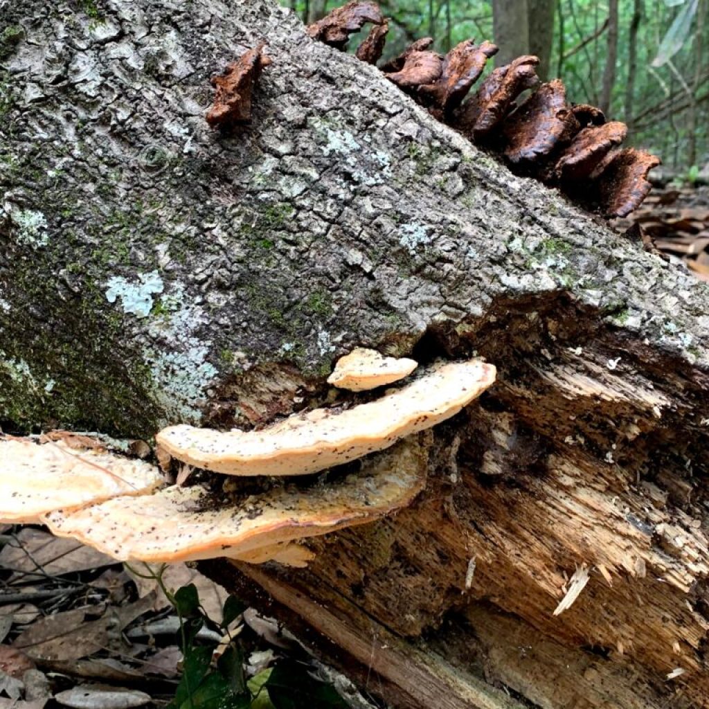 Why mushroom hunting is about to be your new favorite outdoor activity Why mushroom hunting is about to be your new favorite outdoor activity