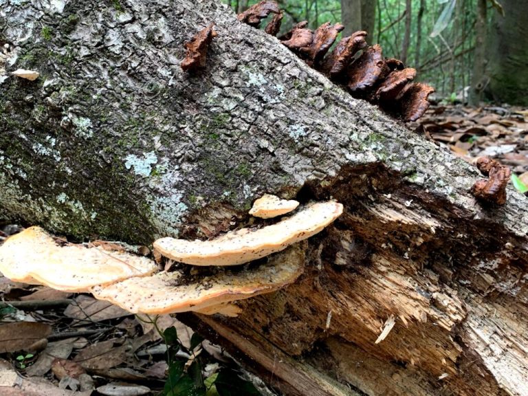 Why mushroom hunting is about to be your new favorite outdoor activity Why mushroom hunting is about to be your new favorite outdoor activity
