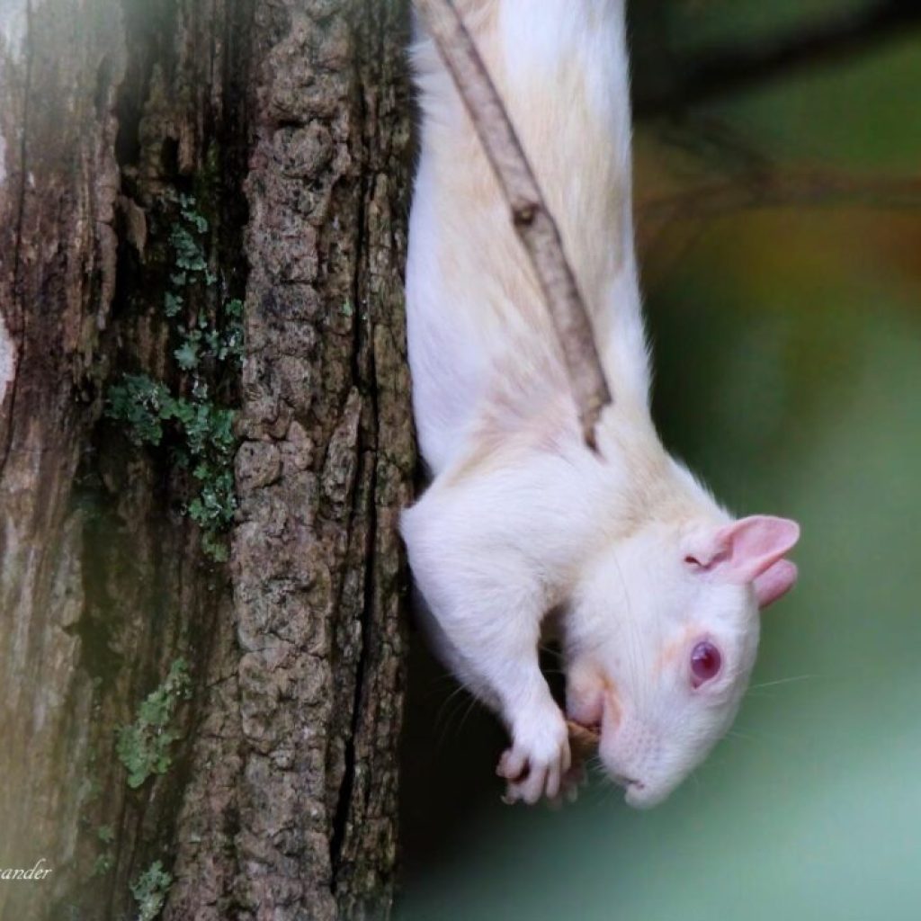 FOUND White Squirrel, is Huntsville becoming the next Brevard, NC? FOUND White Squirrel, is Huntsville becoming the next Brevard, NC?