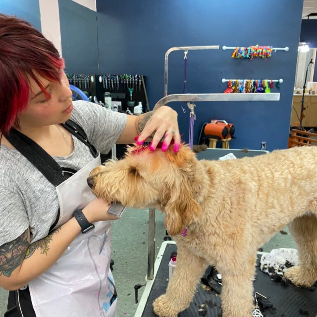 Small Biz Monday: Here’s what you need to know about The Dapper Dog Spaw in Huntsville Small Biz Monday: Here’s what you need to know about The Dapper Dog Spaw in Huntsville