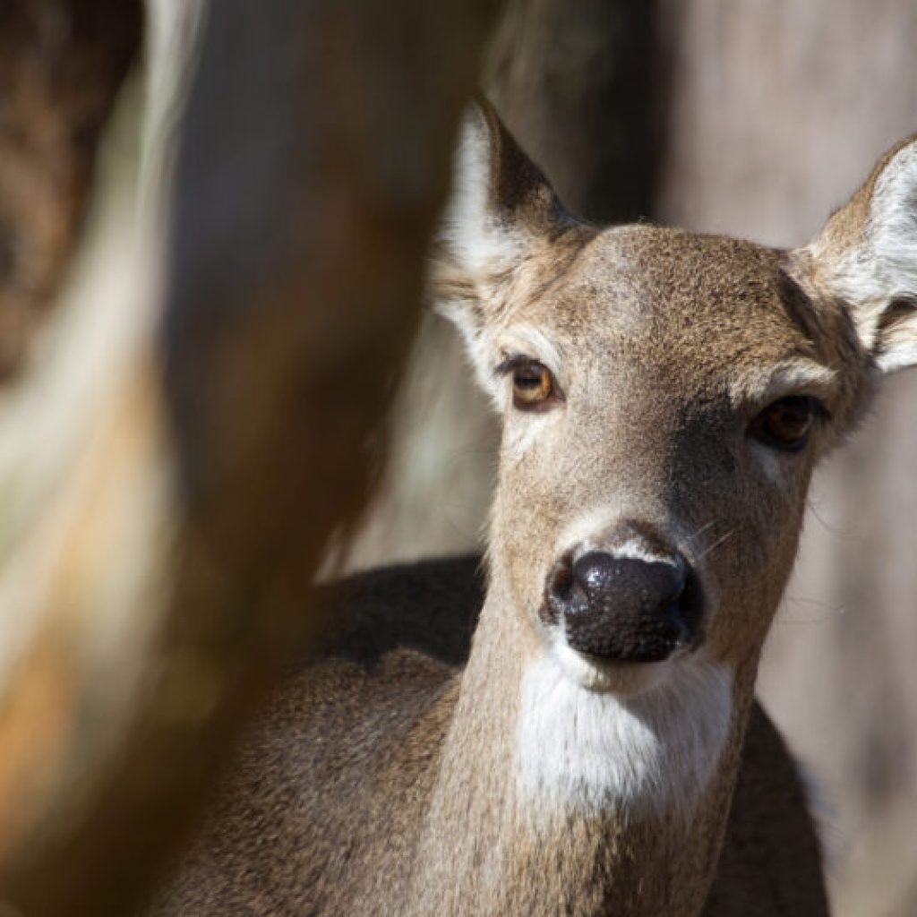 State Wildlife officials detect first case of Chronic Wasting Disease in Alabama State Wildlife officials detect first case of Chronic Wasting Disease in Alabama