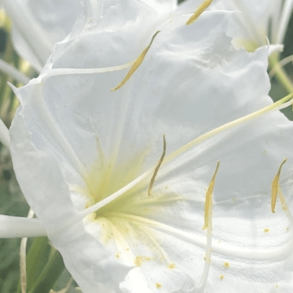 Cahaba River National Wildlife Refuge expands 1,164 acres, protecting lilies, increasing access Cahaba River National Wildlife Refuge expands 1,164 acres, protecting lilies, increasing access