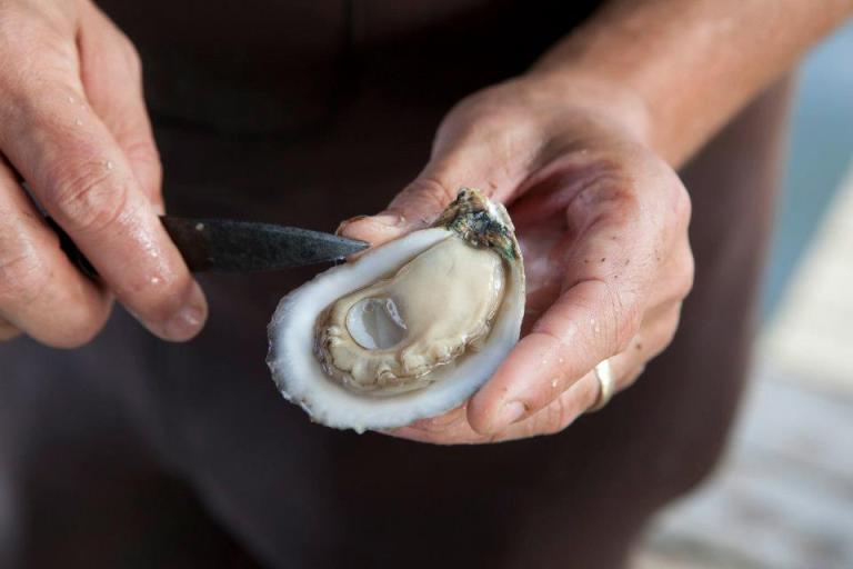 3 Alabama companies named best oysters in state by Garden & Gun—find out who 3 Alabama companies named best oysters in state by Garden & Gun—find out who