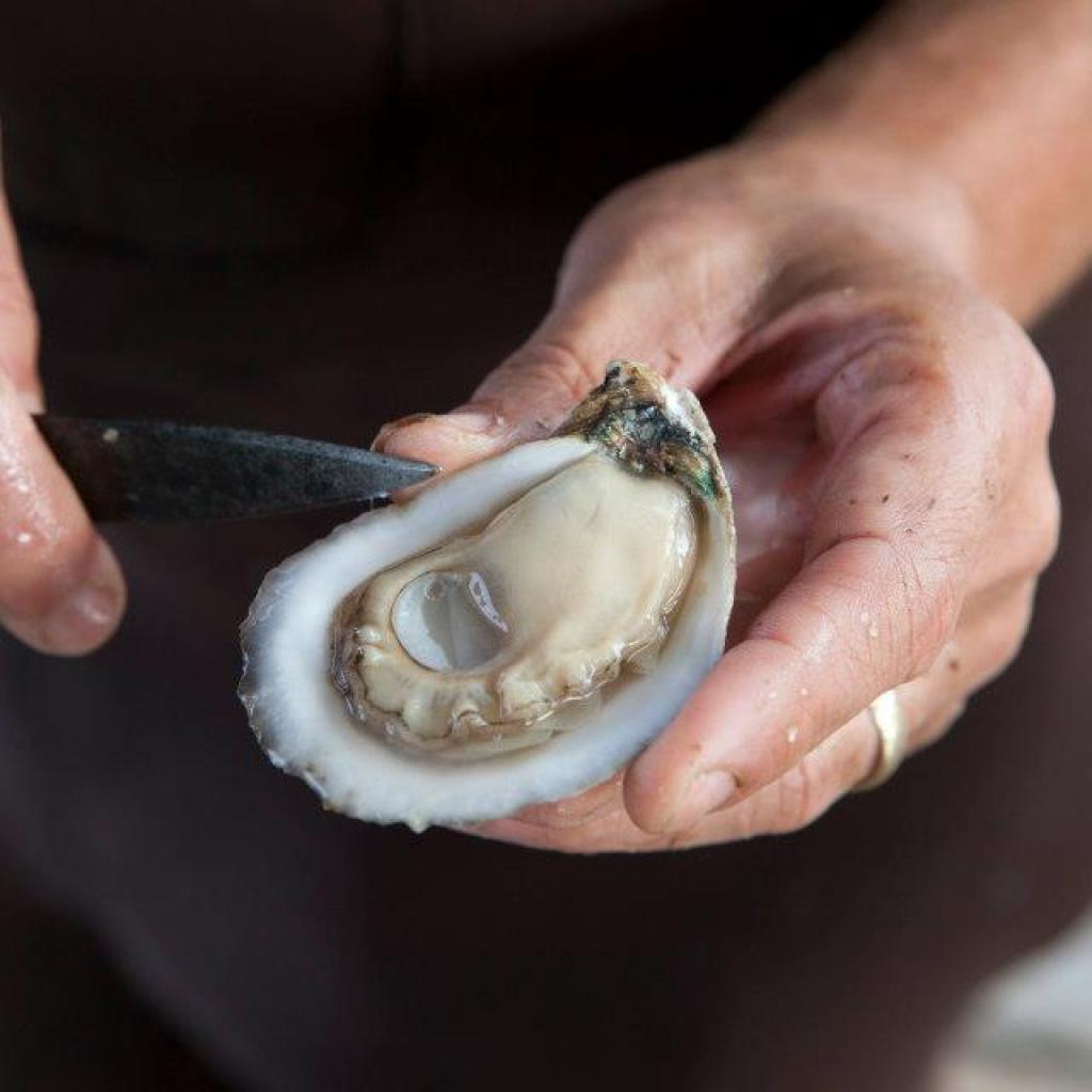 3 Alabama companies named best oysters in state by Garden & Gun—find out who 3 Alabama companies named best oysters in state by Garden & Gun—find out who