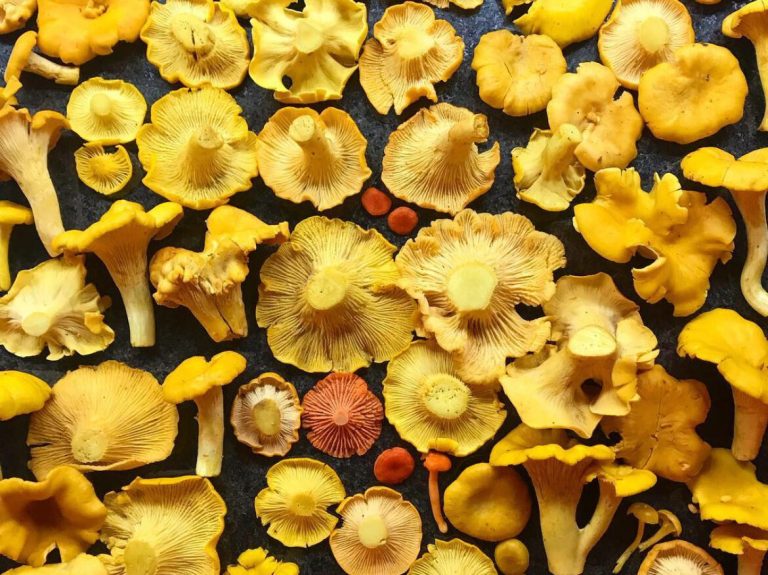 How to grow mushrooms in your yard in Alabama + 3 fungi events How to grow mushrooms in your yard in Alabama + 3 fungi events