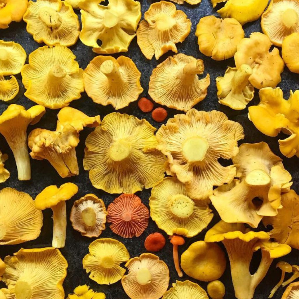 How to grow mushrooms in your yard in Alabama + 3 fungi events How to grow mushrooms in your yard in Alabama + 3 fungi events