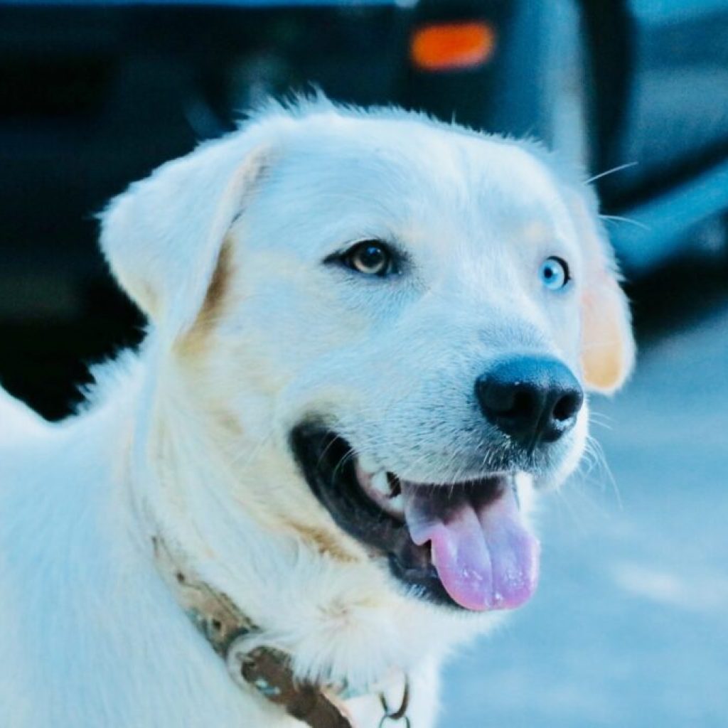 5 reasons you should take your pet to Auburn University’s amazing Vet Clinic 5 reasons you should take your pet to Auburn University’s amazing Vet Clinic