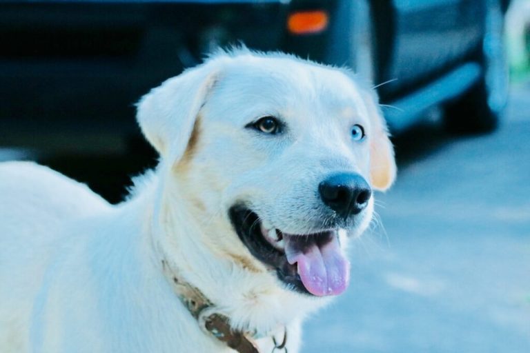 Beau’s Law goes into effect Oct. 1: What it means for outdoor pets Beau’s Law goes into effect Oct. 1: What it means for outdoor pets