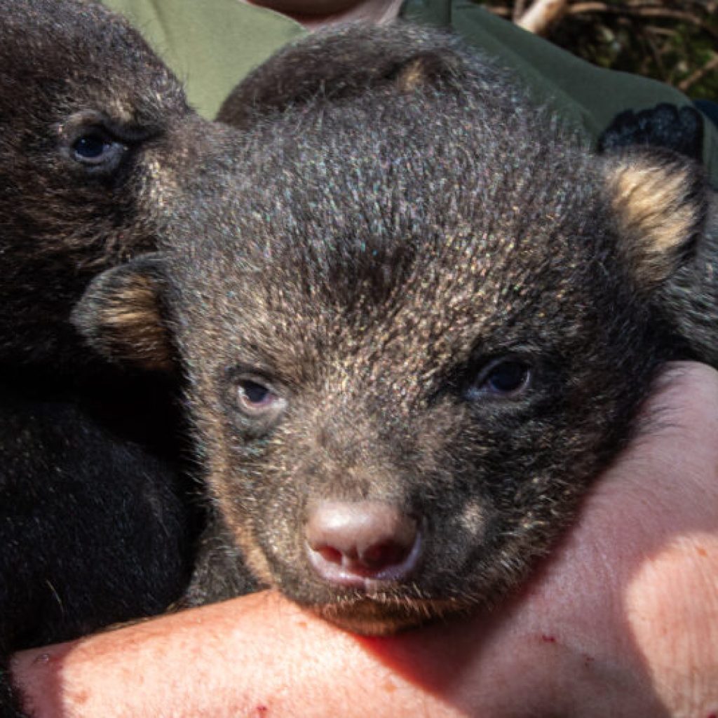 Adorable black bear cubs discovered in DeKalb County, Alabama (PHOTOS) Adorable black bear cubs discovered in DeKalb County, Alabama (PHOTOS)