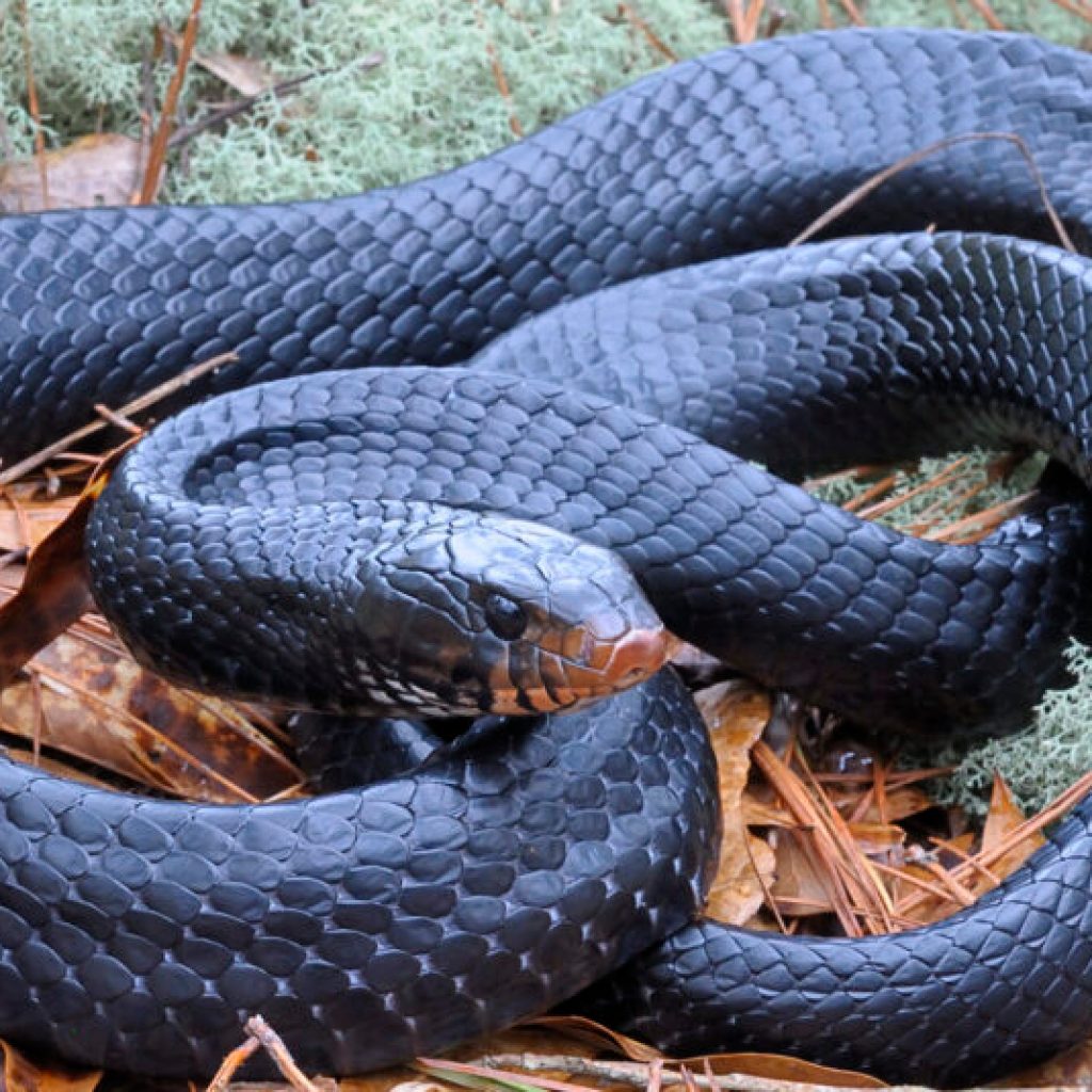 Rare Eastern Indigo Snake making a comeback in Alabama. Here is how it happened. (PHOTOS) Rare Eastern Indigo Snake making a comeback in Alabama. Here is how it happened. (PHOTOS)