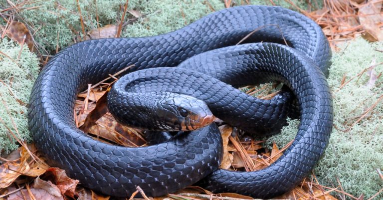 Rare Eastern Indigo Snake making a comeback in Alabama. Here is how it happened. (PHOTOS) Rare Eastern Indigo Snake making a comeback in Alabama. Here is how it happened. (PHOTOS)