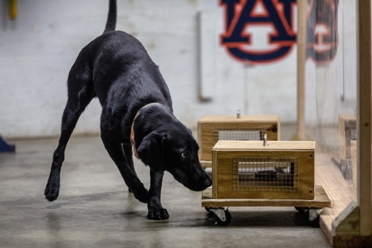 Auburn University awarded M in largest canine detection research grant in Auburn history Auburn University awarded M in largest canine detection research grant in Auburn history