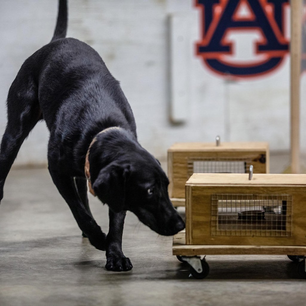 Auburn University awarded M in largest canine detection research grant in Auburn history Auburn University awarded M in largest canine detection research grant in Auburn history