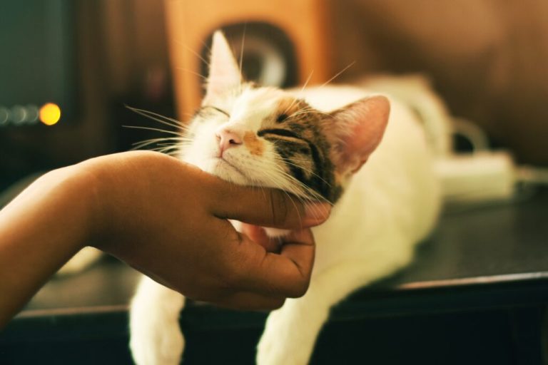 6 places to adopt a cat on both sides of Mobile Bay 6 places to adopt a cat on both sides of Mobile Bay