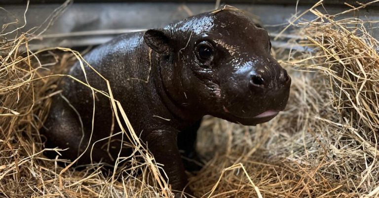 Meet Hardari, the adorable baby pygmy hippo making his debut at Montgomery Zoo (PHOTO) Meet Hardari, the adorable baby pygmy hippo making his debut at Montgomery Zoo (PHOTO)