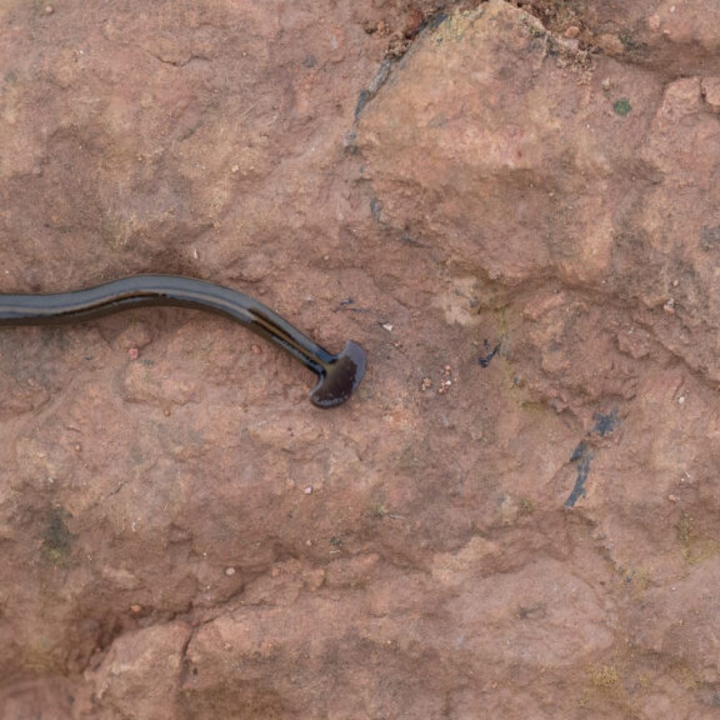 Toxic Hammerhead worms invade Alabama—here’s how to deal with them Toxic Hammerhead worms invade Alabama—here’s how to deal with them
