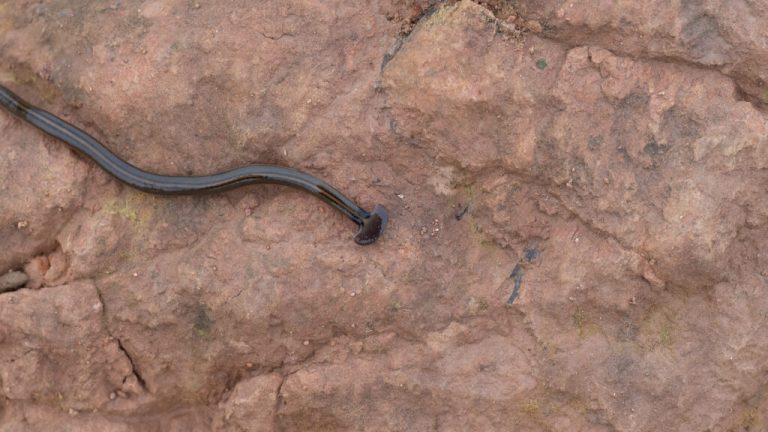 Toxic Hammerhead worms invade Alabama—here’s how to deal with them Toxic Hammerhead worms invade Alabama—here’s how to deal with them