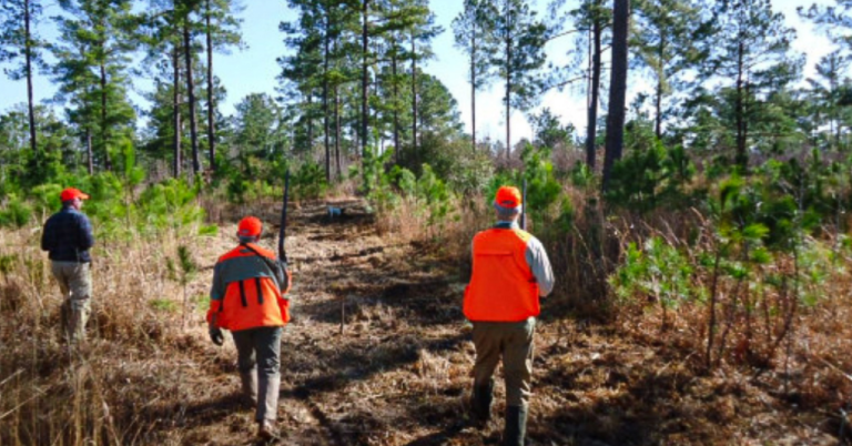 Three Notch bought in .8M deal—quail hunting community speaks out Three Notch bought in .8M deal—quail hunting community speaks out