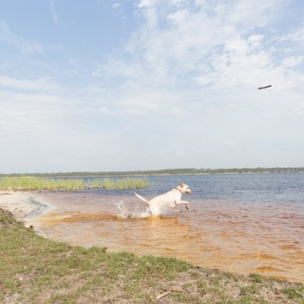 How to have the best pet-friendly vacation on Alabama’s beaches How to have the best pet-friendly vacation on Alabama’s beaches