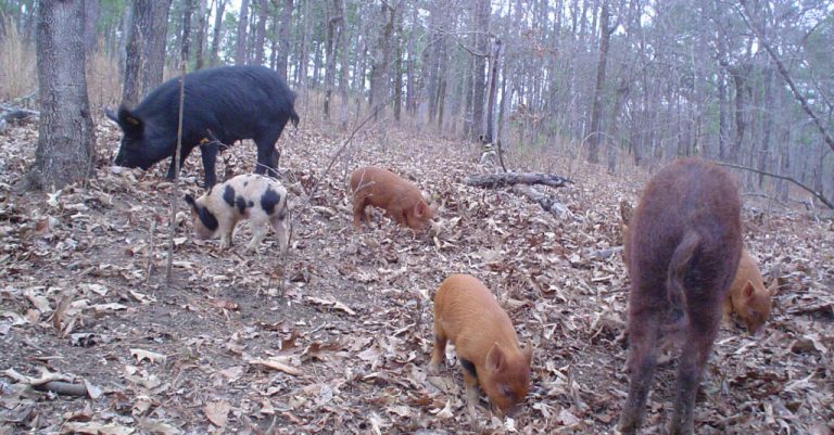 Auburn Wildlife Expert: Wild pigs cause significant damage to Alabama’s environment and wildlife Auburn Wildlife Expert: Wild pigs cause significant damage to Alabama’s environment and wildlife