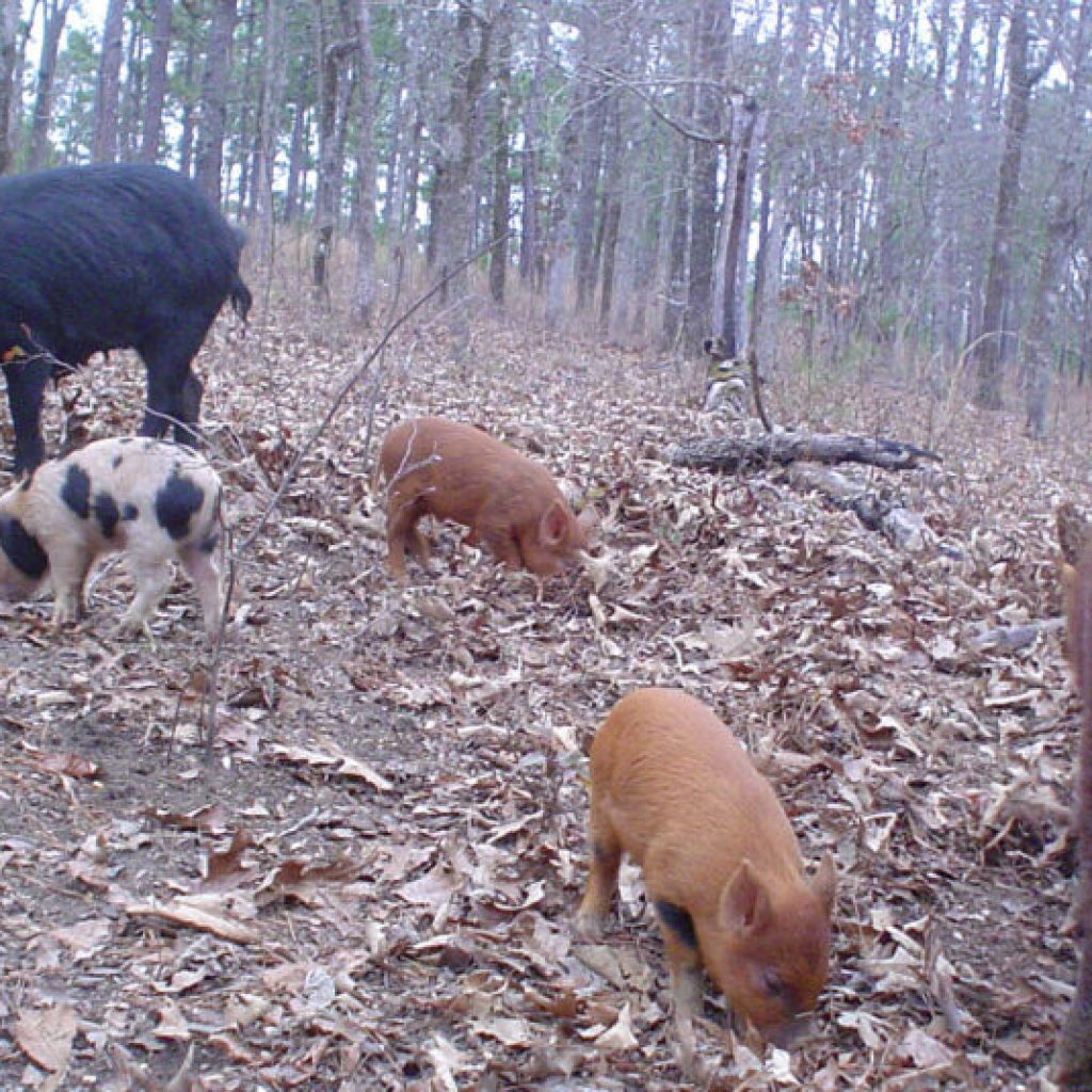 Auburn Wildlife Expert: Wild pigs cause significant damage to Alabama’s environment and wildlife Auburn Wildlife Expert: Wild pigs cause significant damage to Alabama’s environment and wildlife