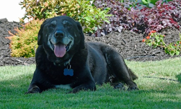 Northeast Alabama Community College’s beloved campus dog passes away Northeast Alabama Community College’s beloved campus dog passes away