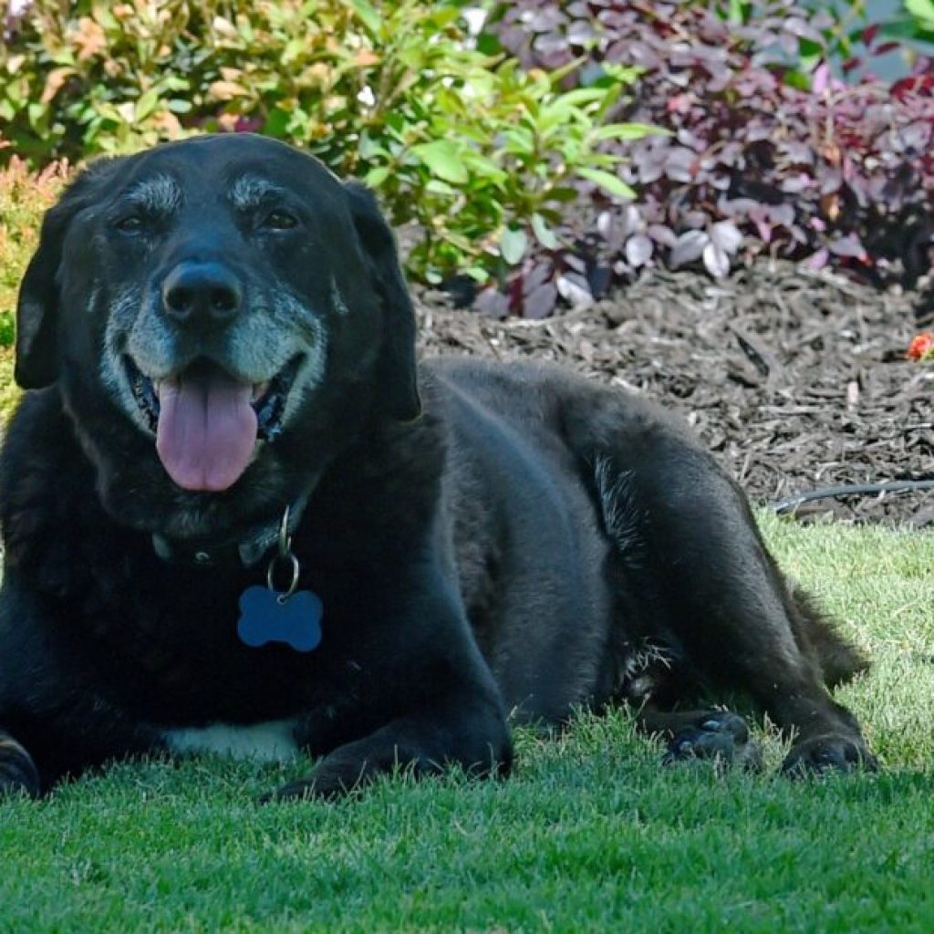 Northeast Alabama Community College’s beloved campus dog passes away Northeast Alabama Community College’s beloved campus dog passes away