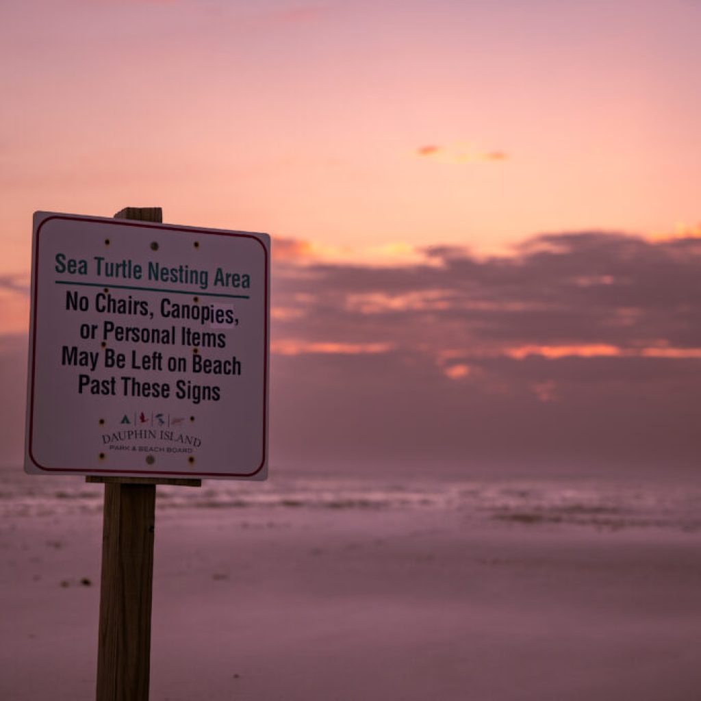 It’s sea turtle nesting season—here’s how you can help It’s sea turtle nesting season—here’s how you can help