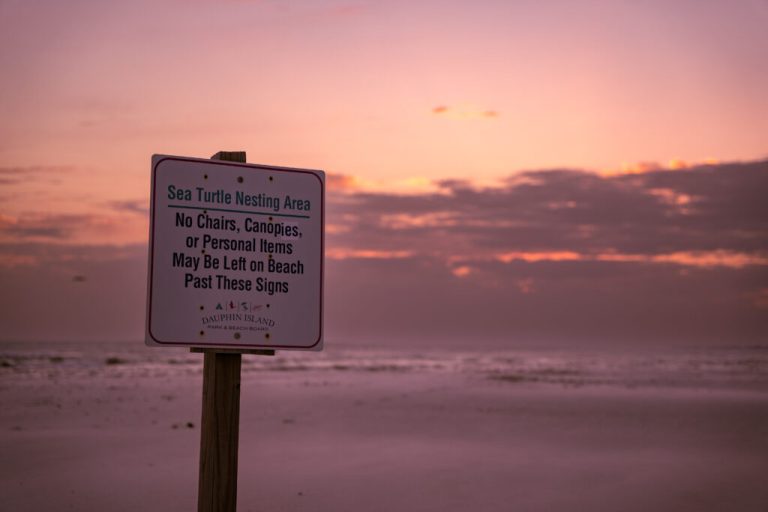 It’s sea turtle nesting season—here’s how you can help It’s sea turtle nesting season—here’s how you can help