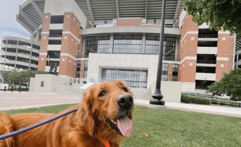 Tuscaloosa named among top 20 fastest-growing dog friendly cities Tuscaloosa named among top 20 fastest-growing dog friendly cities