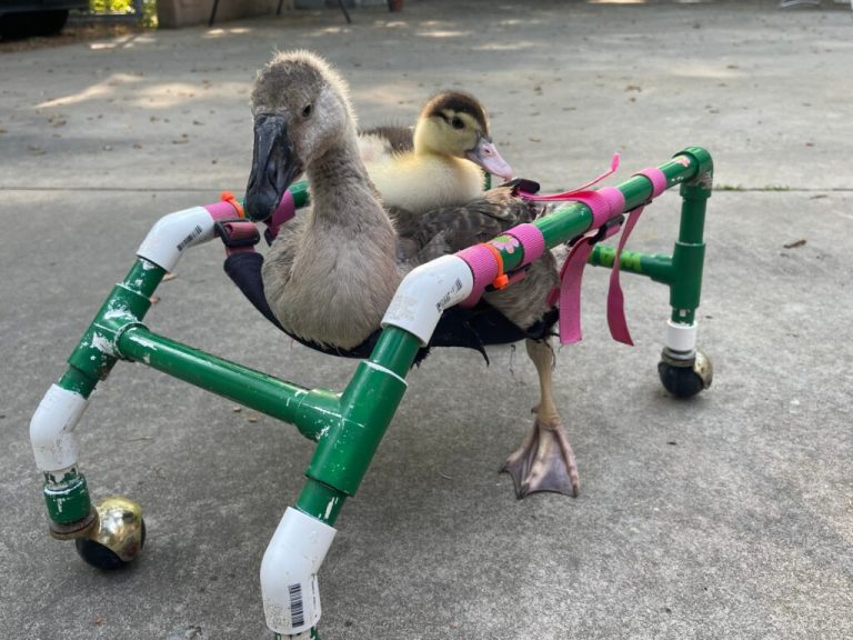 Snead’s Farmhouse is helping injured ducks recover + you can too—find out more Snead’s Farmhouse is helping injured ducks recover + you can too—find out more