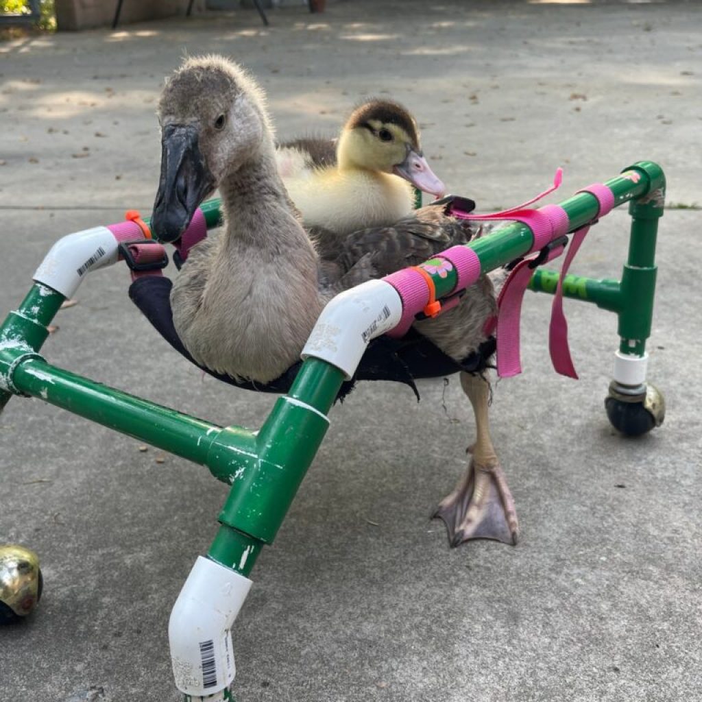 Snead’s Farmhouse is helping injured ducks recover + you can too—find out more Snead’s Farmhouse is helping injured ducks recover + you can too—find out more