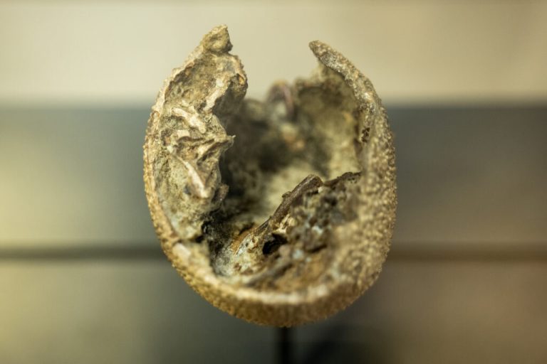 NEW: An incredible 82 million year-old dinosaur egg is now on display at Auburn University NEW: An incredible 82 million year-old dinosaur egg is now on display at Auburn University
