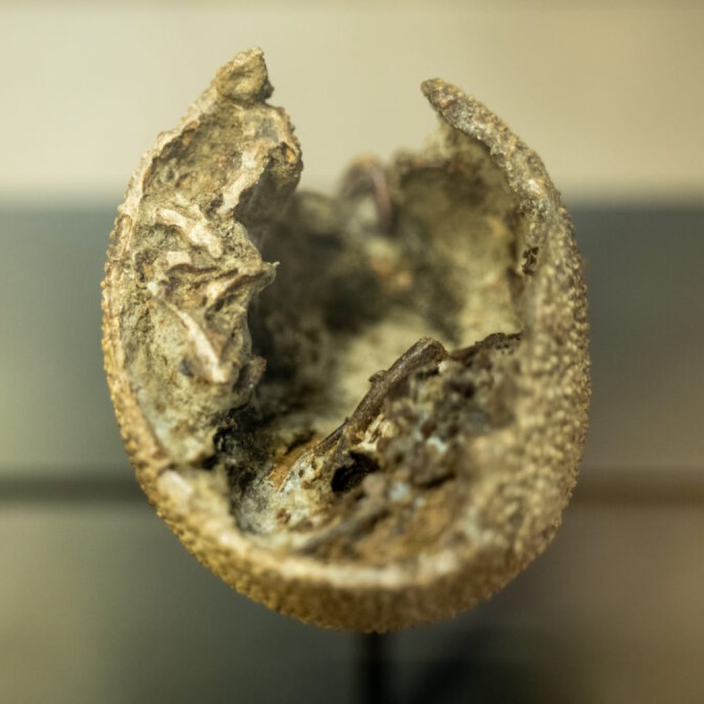 NEW: An incredible 82 million year-old dinosaur egg is now on display at Auburn University NEW: An incredible 82 million year-old dinosaur egg is now on display at Auburn University