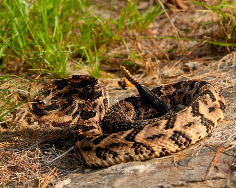 New UAB Statewide Snakebite Program is one of the 1st in the nation New UAB Statewide Snakebite Program is one of the 1st in the nation